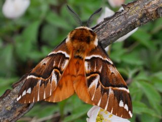 Vårspinner (Endromis versicolora) Vårspinner (Endromis versicolora)