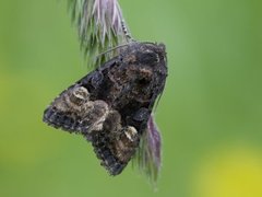 Lyktebærerfly (Euplexia lucipara)