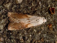 Bee Moth (Aphomia sociella)