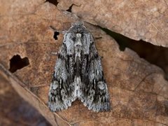 Rannoch Sprawler (Brachionycha nubeculosa)