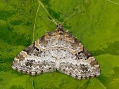 Small Seraphim (Pterapherapteryx sexalata)