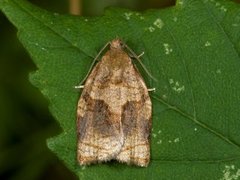 Rose Tortrix (Archips rosana)