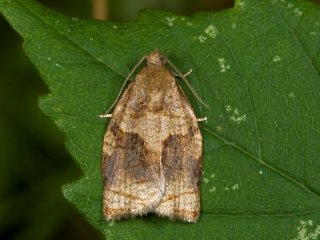 Brun bjellevikler (Archips rosana)