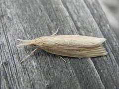 Takrørnebbmott (Chilo phragmitella)