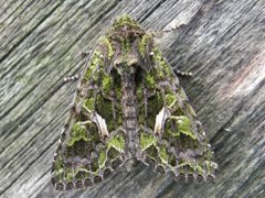 Orache Moth (Trachea atriplicis)