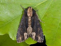 Bird's Wing (Dypterygia scabriuscula)