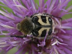 Humlebille (Trichius fasciatus)