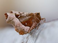 Praktmånemåler (Selenia tetralunaria)