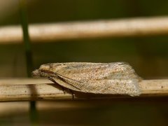 Rustbladvikler (Clepsis senecionana)