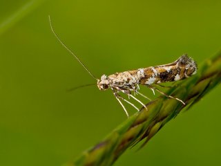 Syrinminérmøll (Gracillaria syringella)