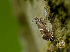 Glyphipterix forsterella