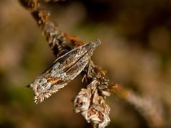 Røsslyngsigdvikler (Ancylis unguicella)