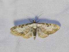 Bordered Pug (Eupithecia succenturiata)