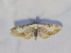 Burotdvergmåler (Eupithecia succenturiata)