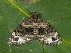 Barred Carpet (Martania taeniata)