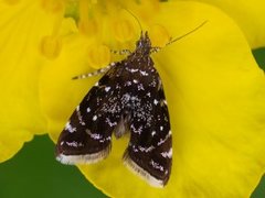 Small Twitcher (Prochoreutis myllerana)