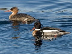 Red-breasted Merganser (Mergus serrator)