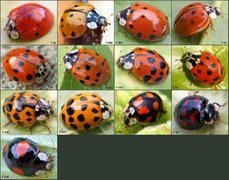Asian lady beetle (Harmonia axyridis)