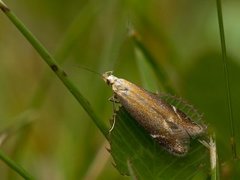 Monochroa cytisella