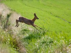 Roe Deer (Capreolus capreolus)