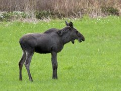 Moose (Alces alces)