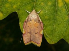 Long-horned Flat-body (Carcina quercana)