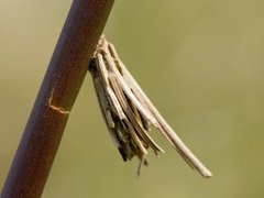 Sekkspinnere (Psychidae)