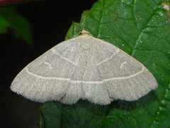 Olivenfly (Trisateles emortualis)