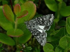 Gnistdagfly (Sympistis heliophila)