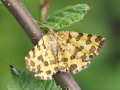 Pantermåler (Pseudopanthera macularia)