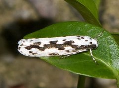 Steinfrømøll (Ethmia pusiella)