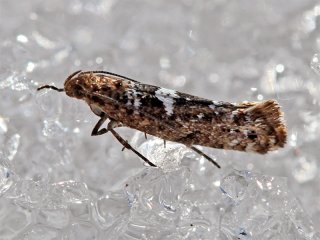 Purremøll (Acrolepiopsis assectella)