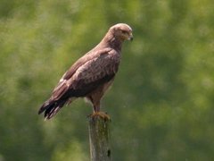 Småskrikørn (Aquila pomarina)