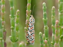 Crimson Speckled (Utetheisa pulchella)