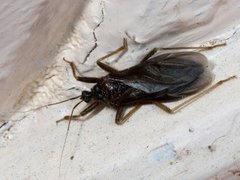 Masked hunter (Reduvius personatus)