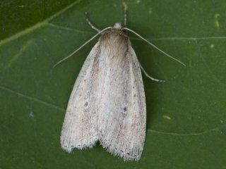 Smalringrørfly (Archanara dissoluta)