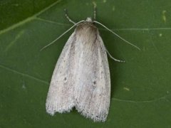 Smalringrørfly (Archanara dissoluta)
