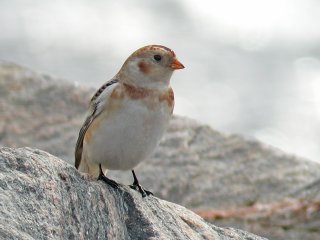 Snøspurv (Plectrophenax nivalis) Snøspurv (Plectrophenax nivalis)
