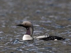 Black-throated Diver (Gavia arctica)