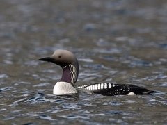 Storlom (Gavia arctica)