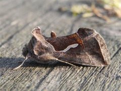 Dewick's Plusia (Macdunnoughia confusa)