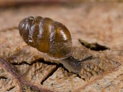 Common Chrysalis Snail (Lauria cylindracea)