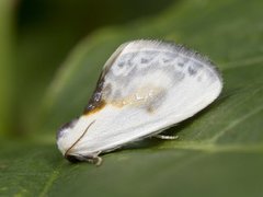 Slåpetornsigdvinge (Cilix glaucata)