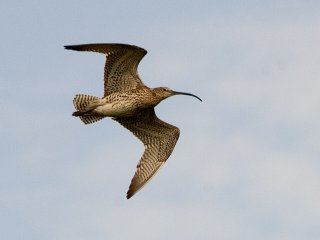 Storspove (Numenius arquata) Storspove (Numenius arquata)