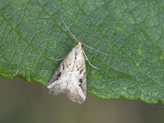 Streknebbfly (Schrankia costaestrigalis)