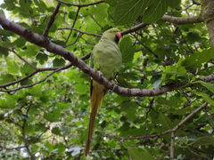 Rose-ringed parakeet (Psittacula krameri)