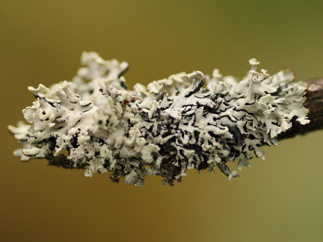 Kvistlav (Hypogymnia)