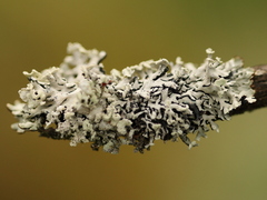 Kvistlav (Hypogymnia)
