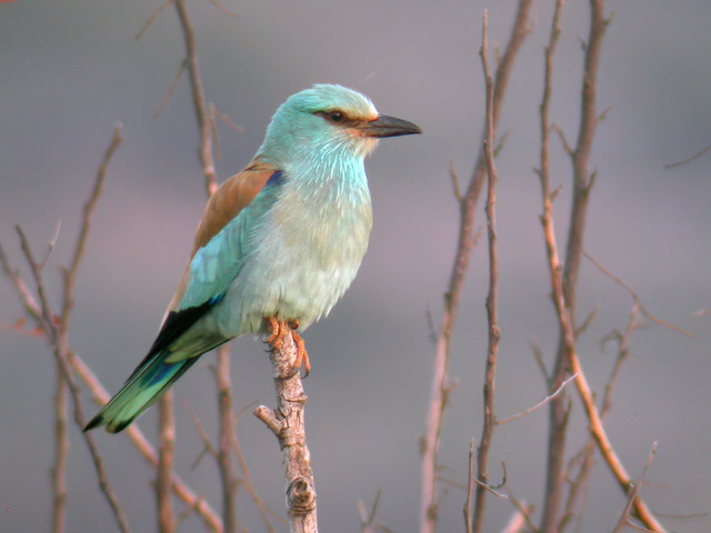 Blåråke (Coracias garrulus)