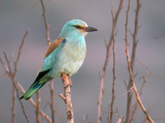 Blåråke (Coracias garrulus)